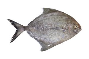 black pomfret fish