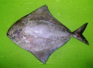 black pomfret fish