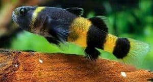 bumblebee goby