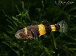 bumblebee goby fish