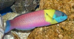cortez rainbow wrasse fish