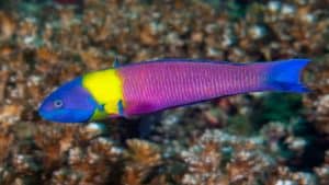 cortez rainbow wrasse fish