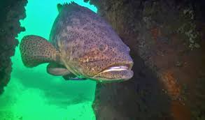 goliath grouper fish