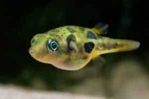 pea puffer fish