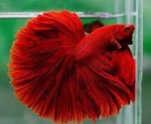 red betta fish
