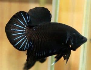 spade tail betta fish