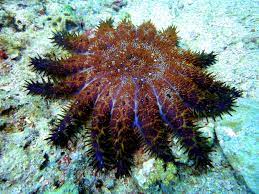 the crown of thorns starfish 4