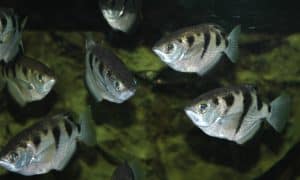 Banded archerfish