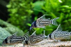 Shoaling fish - Corydoras Catfish
