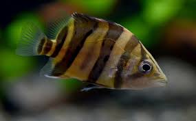 Datnioides microlepis - indo datnoid