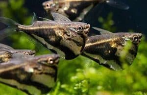 Shoaling fish - Hatchetfish