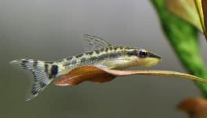 Shoaling fish - Otocinclus Catfish