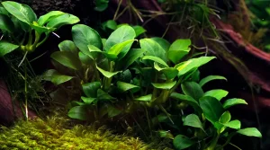 aquarium plants that don’t need CO2