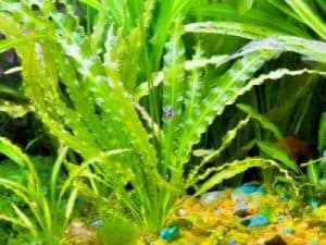 fast growing aquarium plants