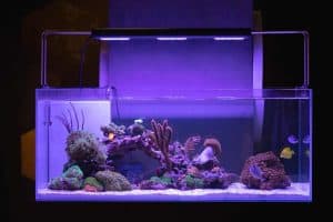 different types of fish tanks