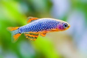 Low maintenance freshwater fish