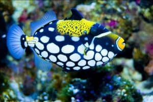 types of triggerfish