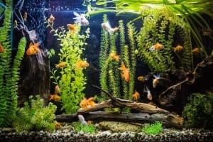 types of fish tanks