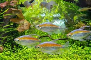 small aquarium fish species