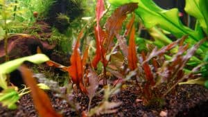 colorful aquarium plants