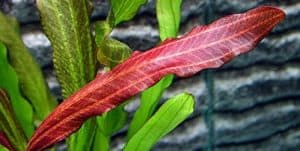 red aquarium plants