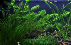 floating aquarium plants