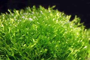 aquarium plants that don't need substrate