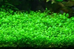 Easy carpeting aquarium plants