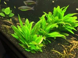 easy aquarium plants