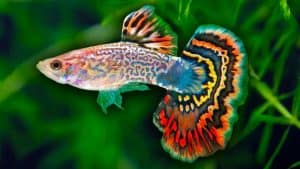 aquarium fish that don't need filters