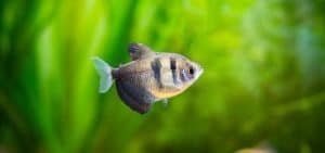 Low maintenance freshwater fish