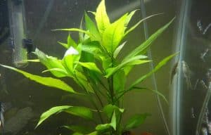 easy aquarium plants