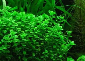 aquarium plants that don’t need CO2