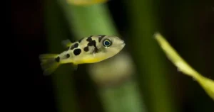 small aquarium fish species