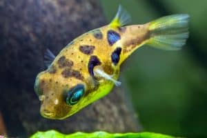 aquarium fish that don't need filters
