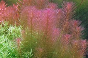 red aquarium plants
