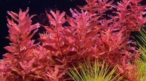 colorful aquarium plants
