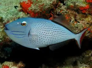 types of triggerfish