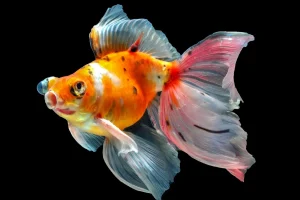 aquarium pets that aren't fish