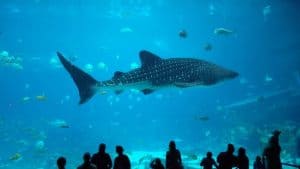 largest aquariums in the US