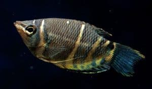 species of gourami fish