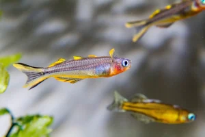 rainbow fish species