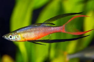 rainbow fish species