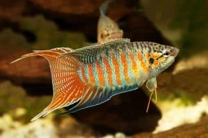species of gourami fish
