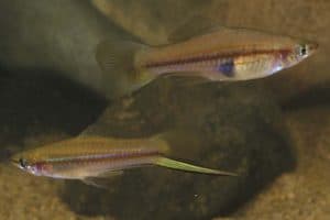 rainbow fish tankmates