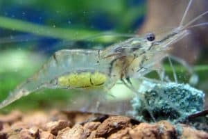 different types of aquarium shrimp
