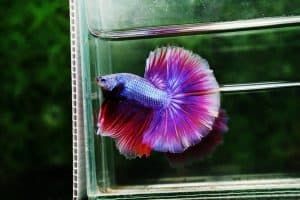 purple betta fish