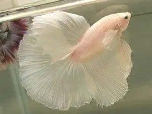 white opal betta fish