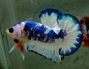 marble betta fish