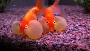 types of goldfish